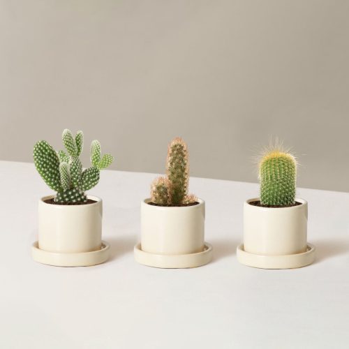 the sill Assorted Mini Cacti Trio Mini Hyde Cream Variant