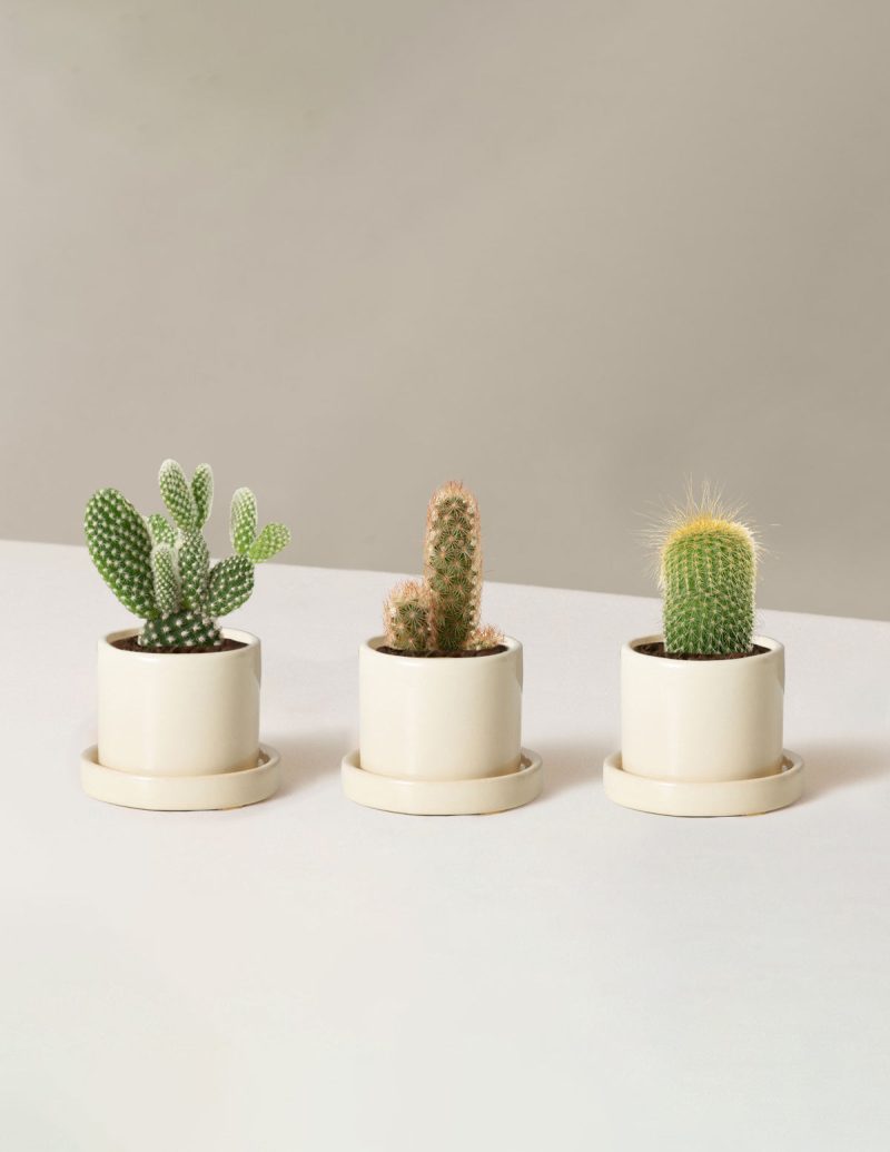 the sill Assorted Mini Cacti Trio Mini Hyde Cream Variant