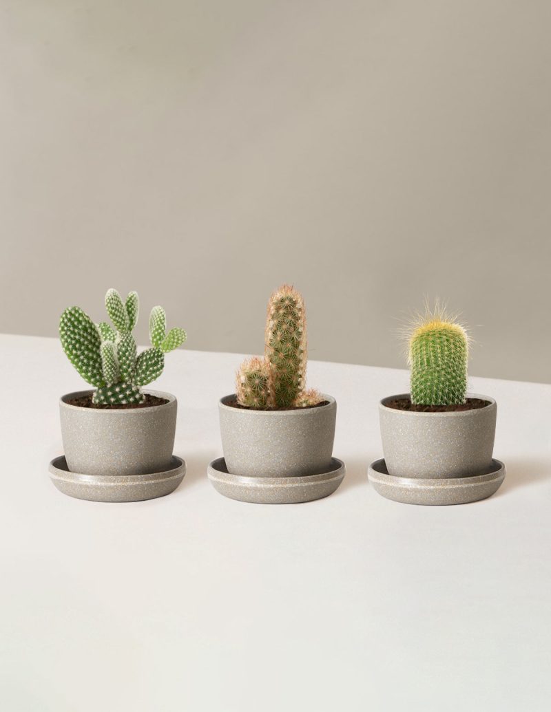 the sill Assorted Mini Cacti Trio Mini Upcycled Charcoal Variant