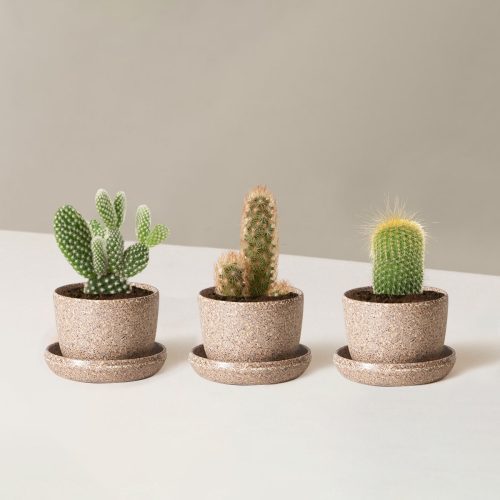 the sill Assorted Mini Cacti Trio Mini Upcycled Latte Variant