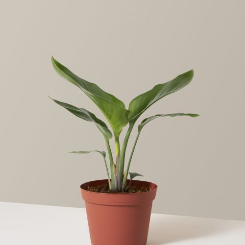 the sill Bird Of Paradise Medium Growpot