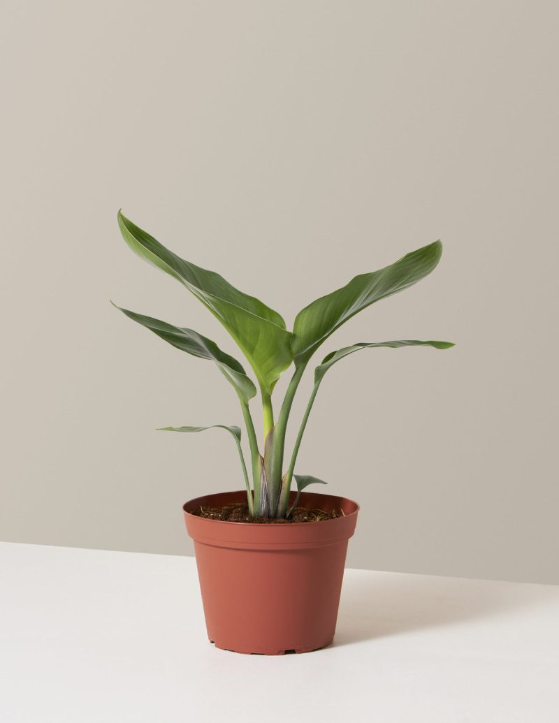 the sill Bird Of Paradise Medium Growpot