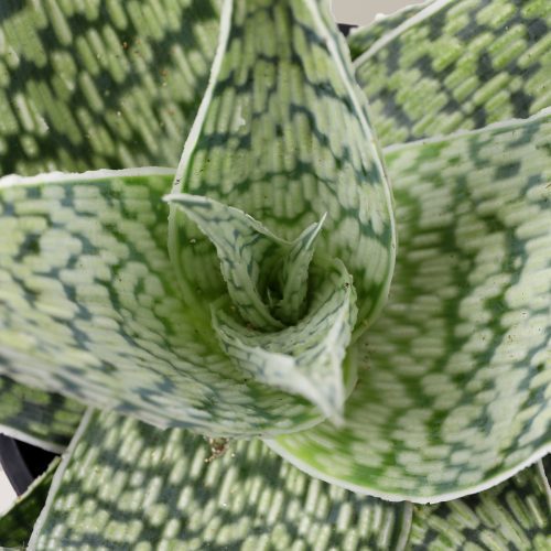 the sill Delta White Aloe Plant Macro Gallery