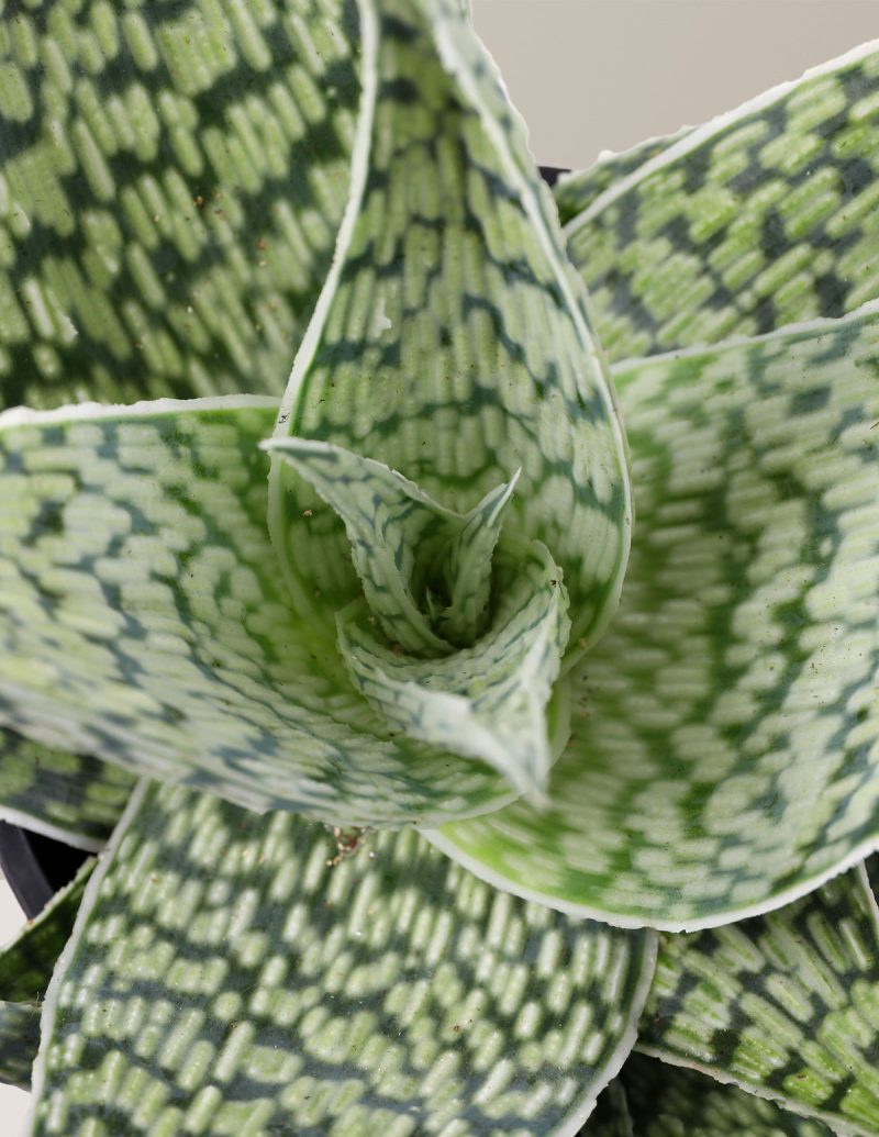 the sill Delta White Aloe Plant Macro Gallery