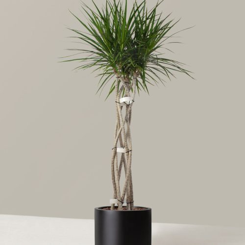 the sill Dracaena Marginata Open Weave Large Mexia Black Variant