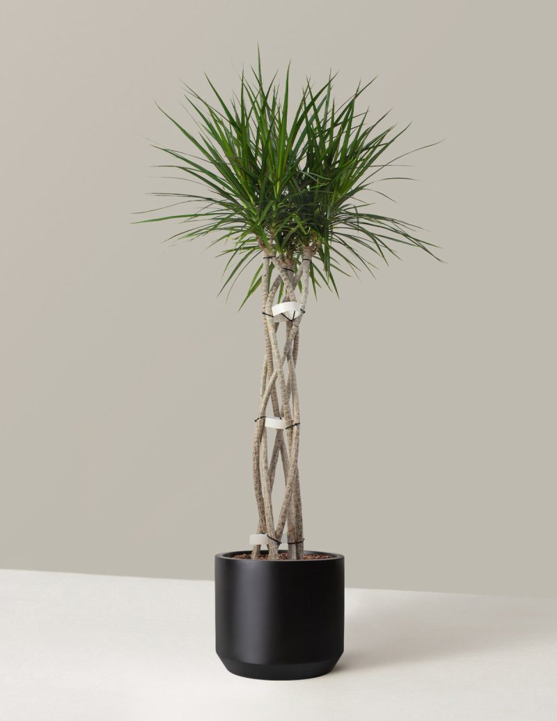 the sill Dracaena Marginata Open