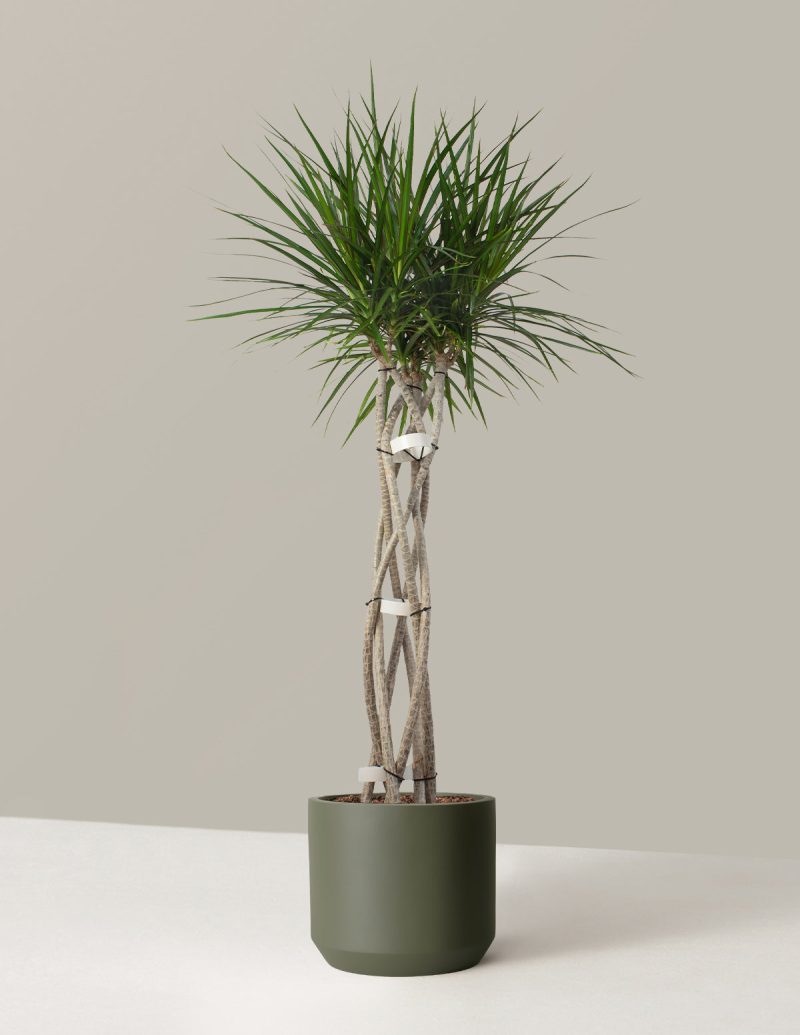 the sill Dracaena Marginata Open