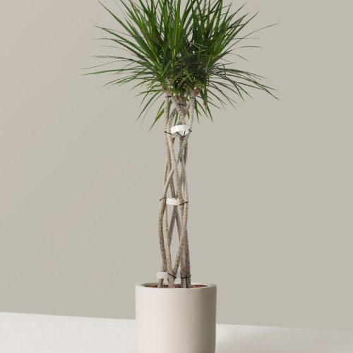 the sill Dracaena Marginata Open Weave Large Pallas Cream Variant