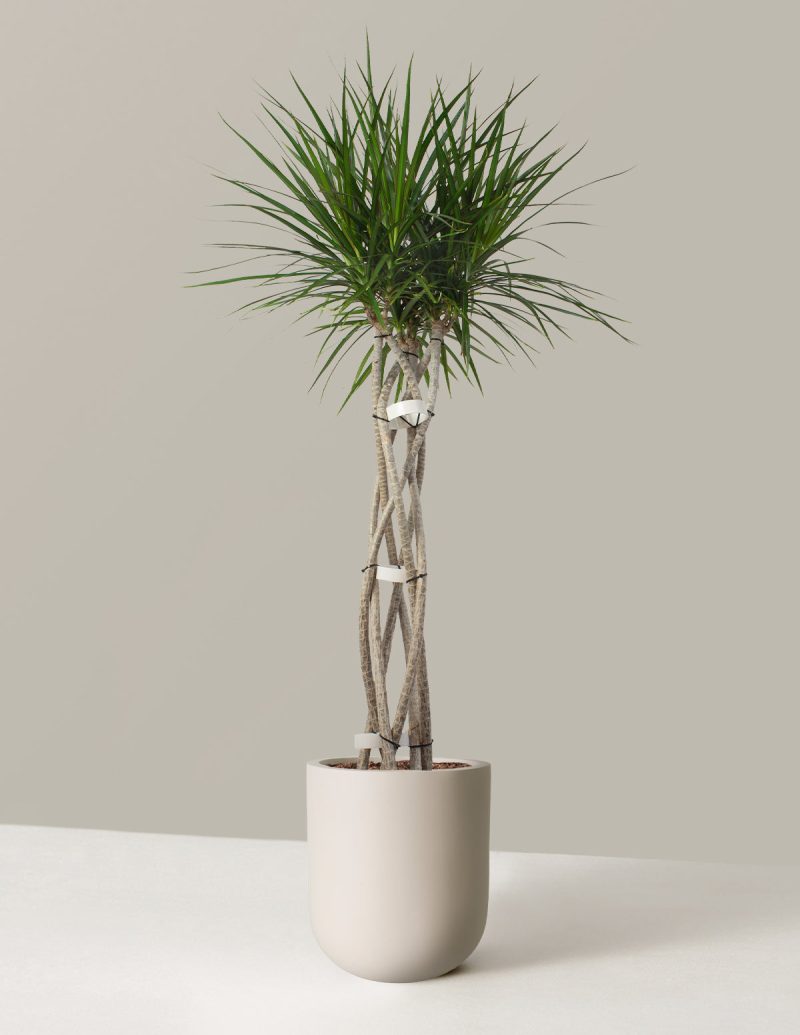 the sill Dracaena Marginata Open Weave Large Pallas Cream Variant