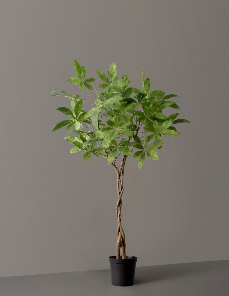 the sill Faux Braided Money Tree growpot variant