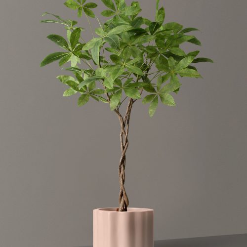 the sill Faux Money Tree Balboa Blush Variant