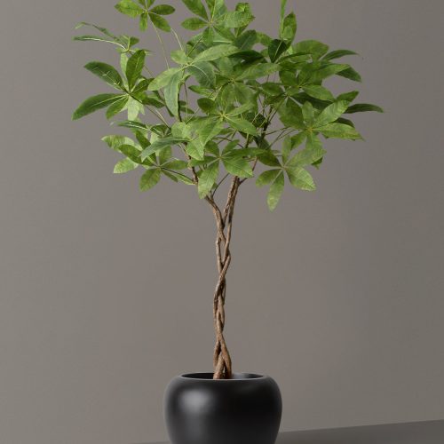 the sill Faux Money Tree Helena Black Variant