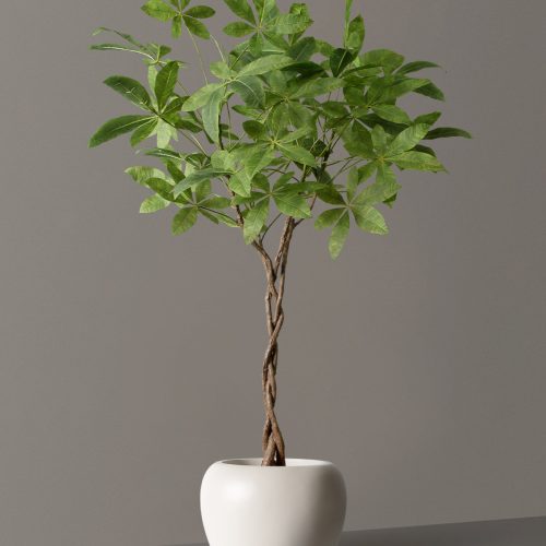 the sill Faux Money Tree Helena Cream Variant