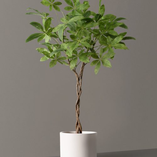 the sill Faux Money Tree Large Mexia Cream Variant