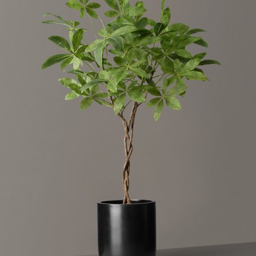 the sill Faux Money Tree Pallas Black Variant