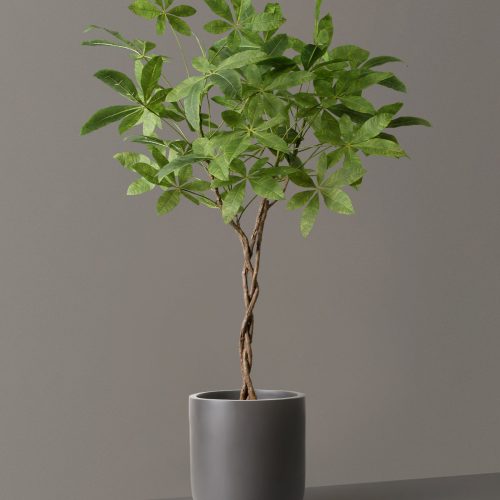 the sill Faux Money Tree Pallas Grey Varian