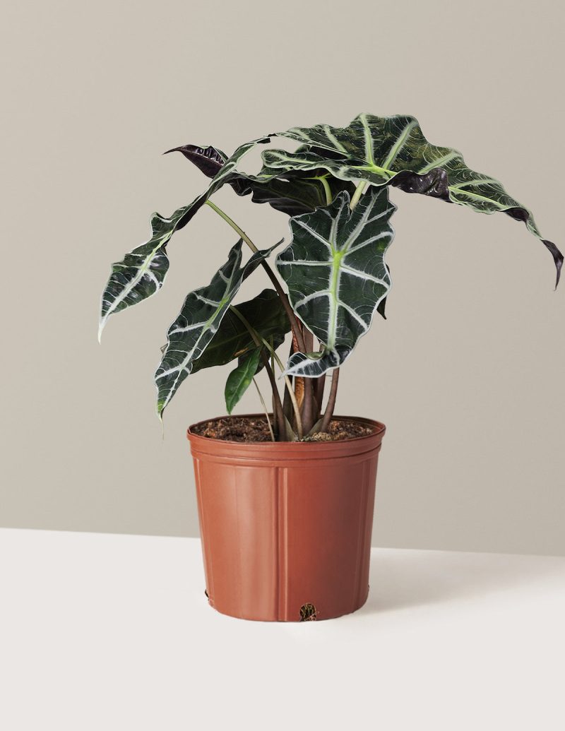 the sill Large Alocasia Amazonica Large Growpot Variant