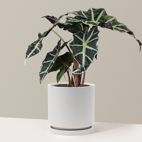 the sill Large Alocasia Amazonica Large Large Isabella Stone Variant