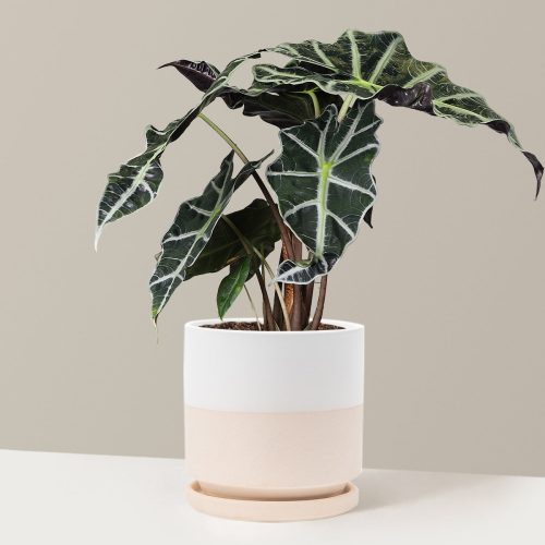 the sill Large Alocasia Amazonica Large Large Isabella Top Half White Variant