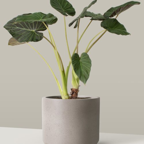 the sill Large Alocasia Regal Shield Mexia cement grey Variant