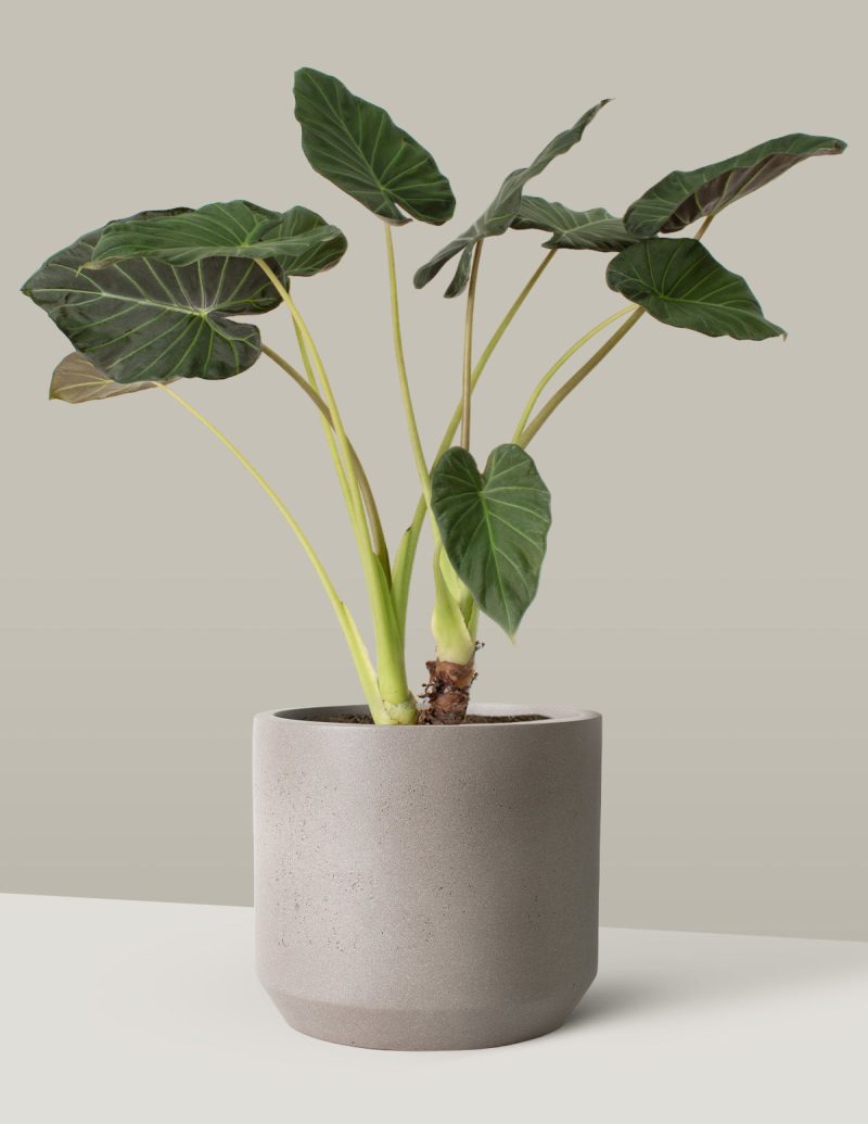 the sill Large Alocasia Regal Shield Mexia cement grey Variant