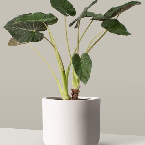 the sill Large Alocasia Regal Shield Mexia cream Variant