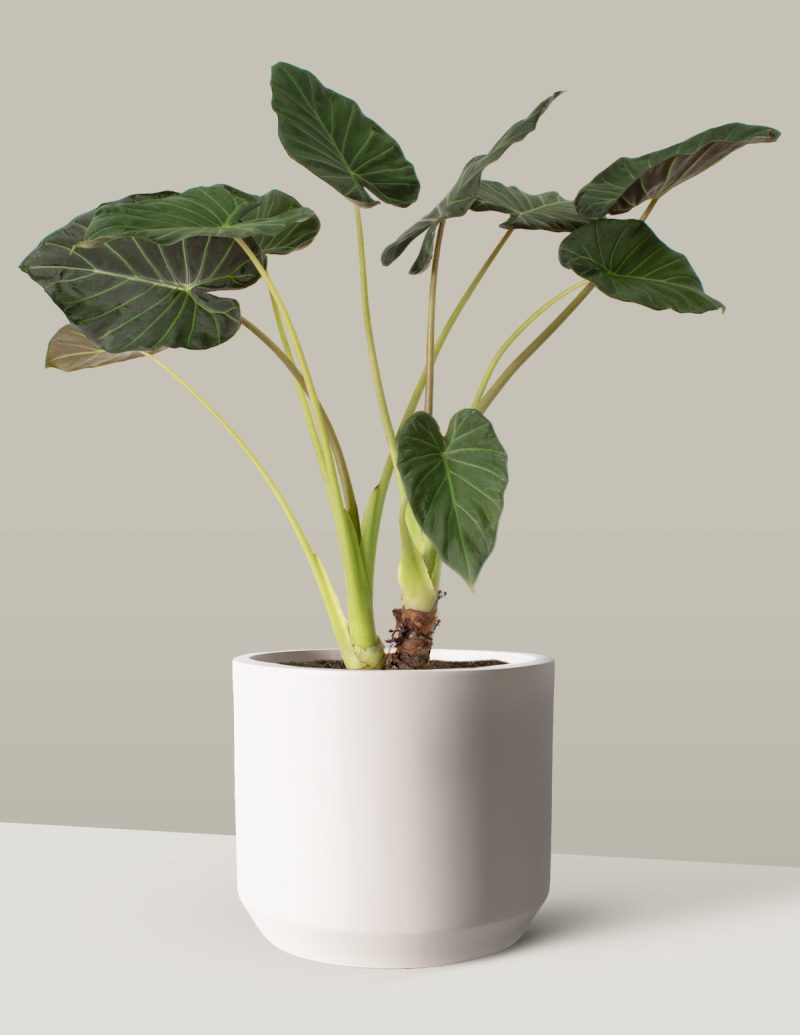 the sill Large Alocasia Regal