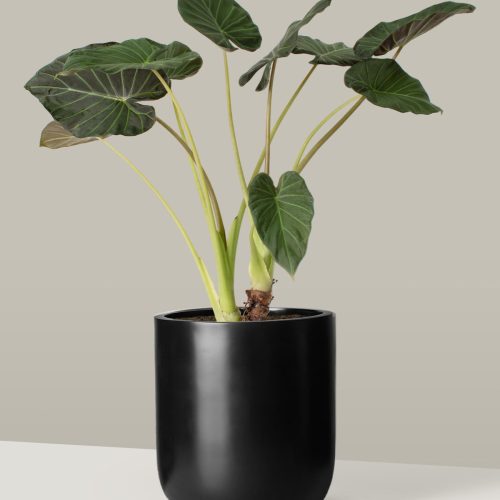 the sill Large Alocasia Regal Shield Pallas black Variant