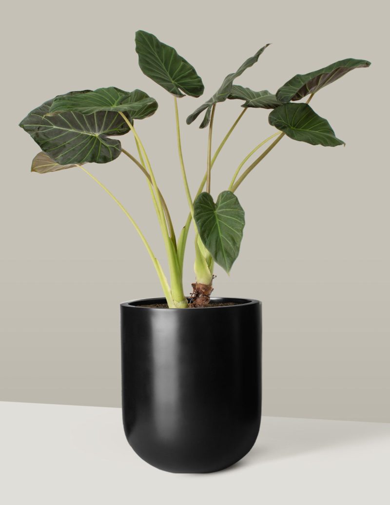 the sill Large Alocasia Regal Shield Pallas black Variant