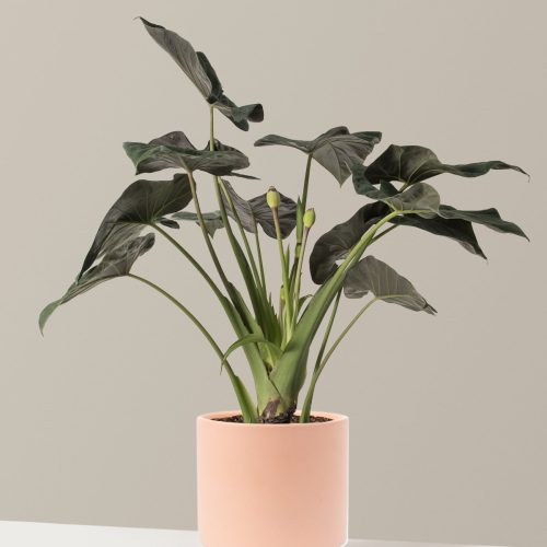 the sill Large Alocasia Large Isabella Blush Variant