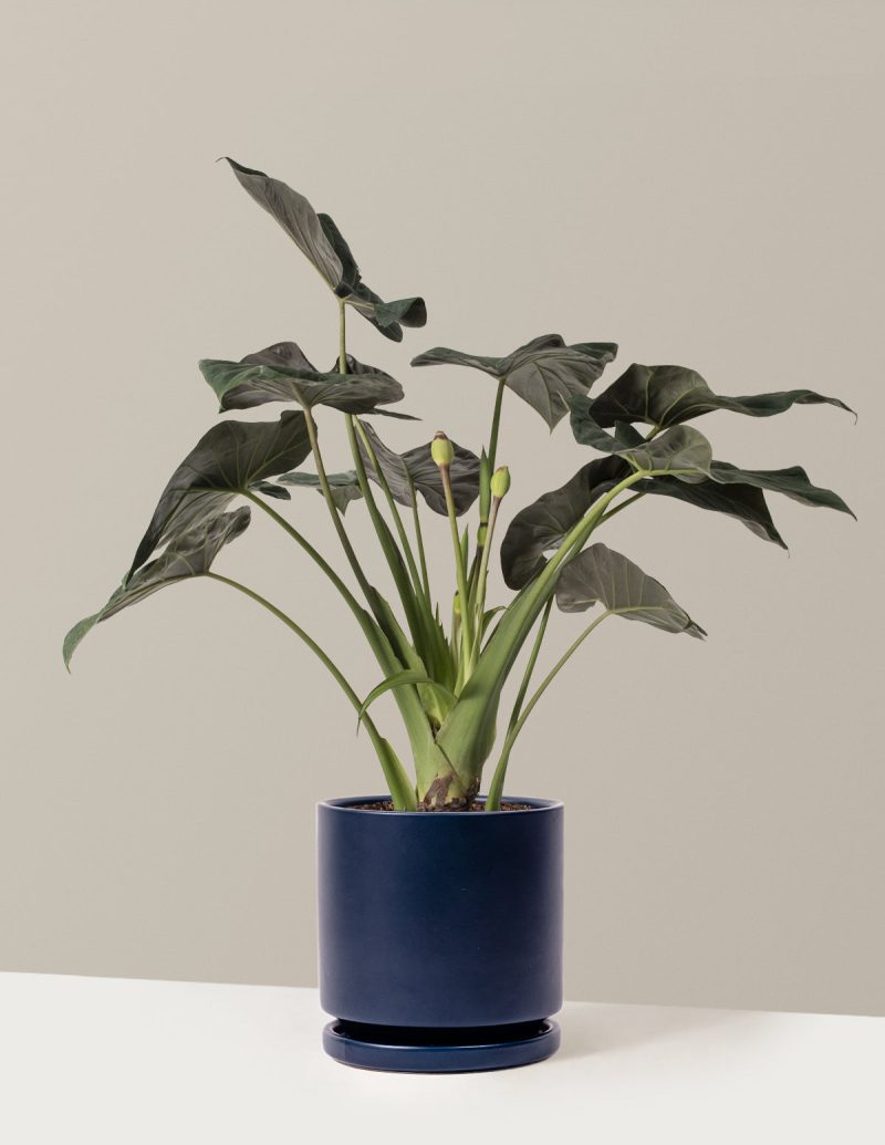 the sill Large Alocasia Large Isabella Indigo Variant