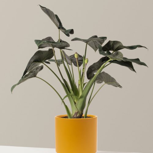 the sill Large Alocasia Large Isabella Mustard Variant