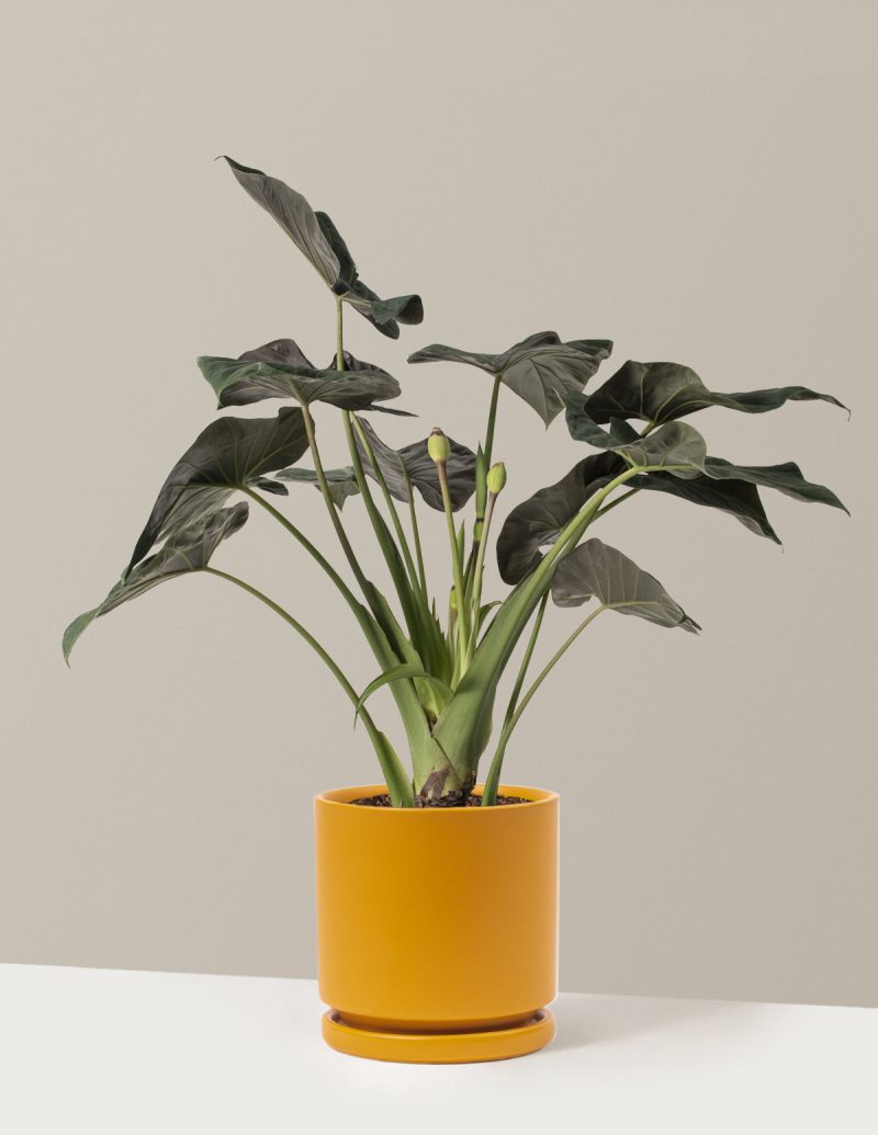 the sill Large Alocasia Large Isabella Mustard Variant