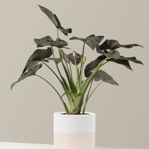 the sill Large Alocasia Large Isabella Top Half White Variant