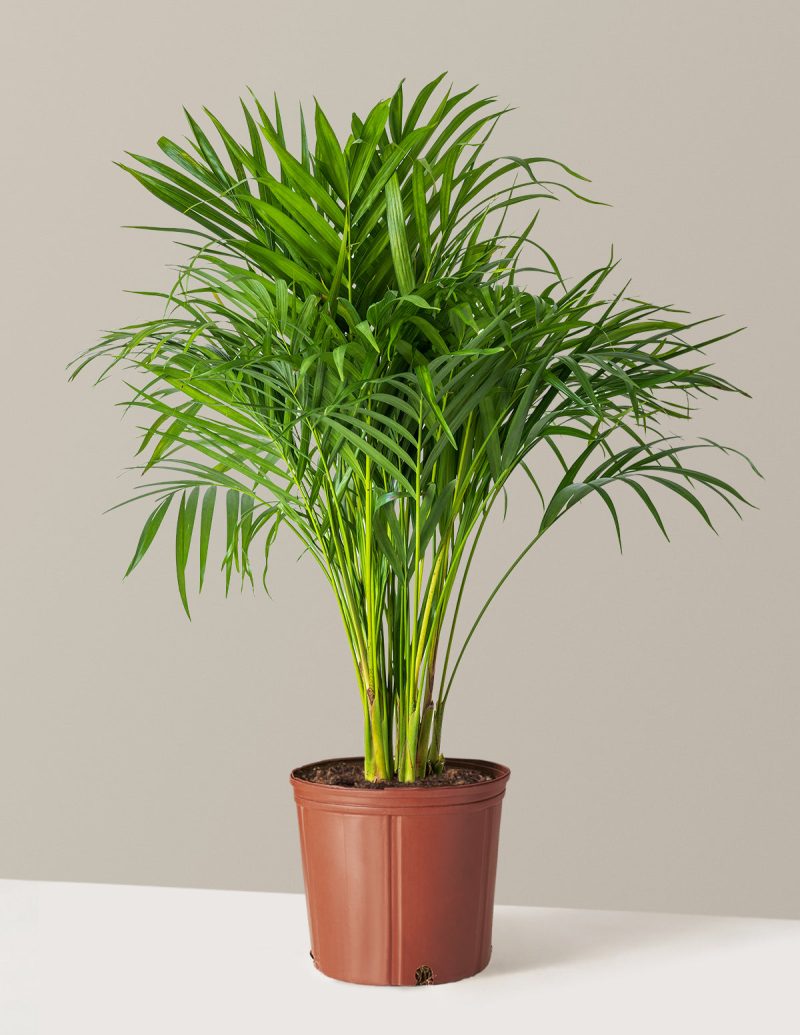 the sill Large Areca Palm Large Growpot Variant