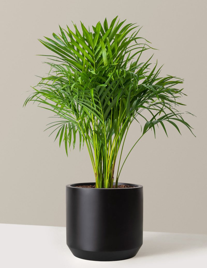 the sill Large Areca