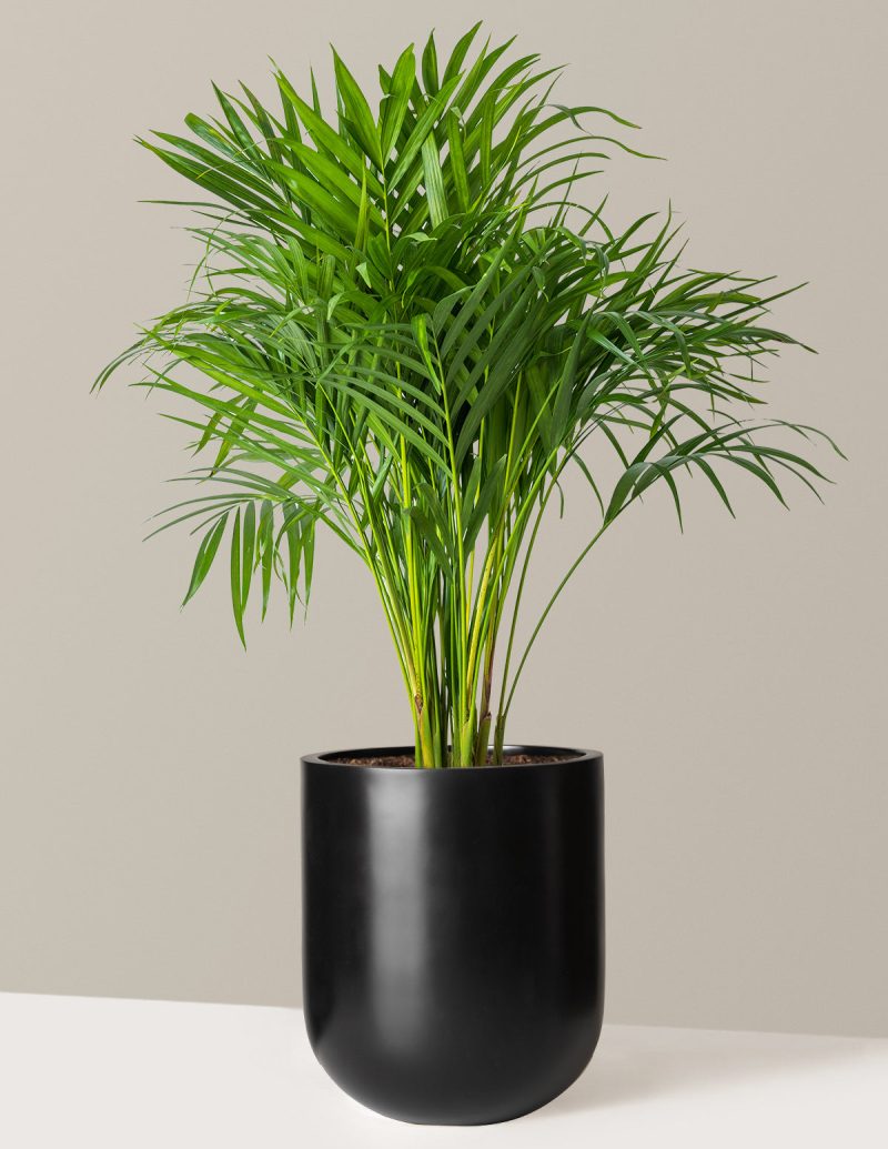 the sill Large Areca Palm Large Pallas Black Variant