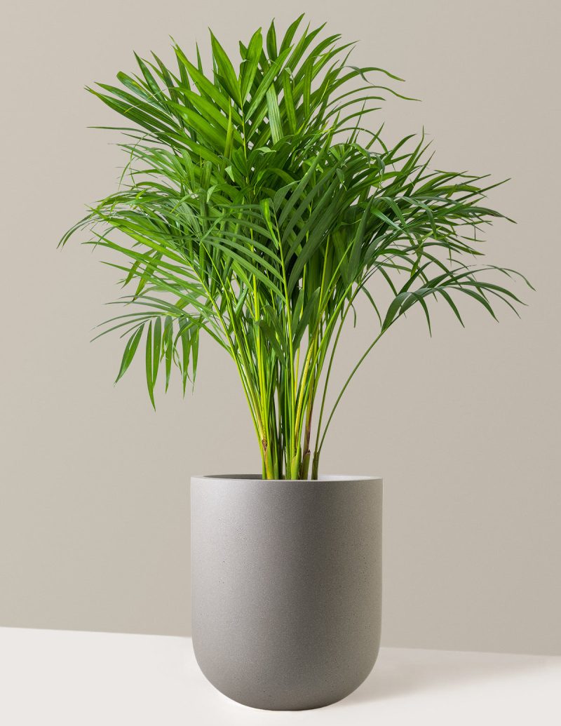 the sill Large Areca Palm Large Pallas Cement Grey Variant