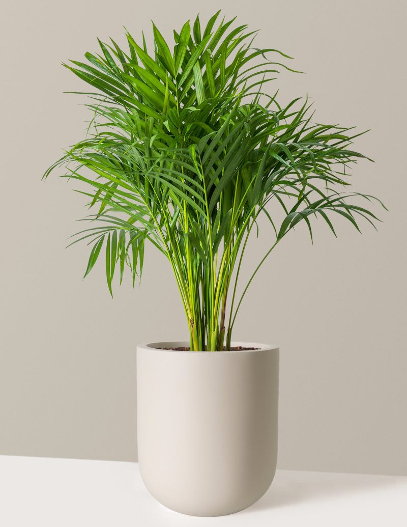 the sill Large Areca Palm Large Pallas Cream Variant