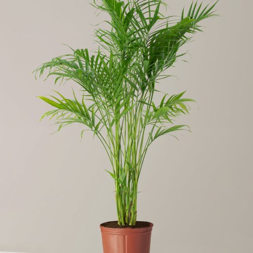 the sill Large Cat Palm Large Growpot Variant