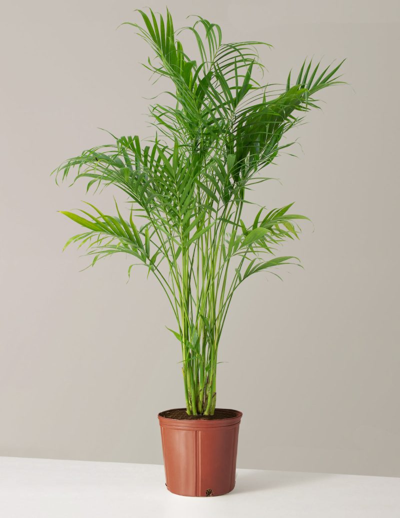 the sill Large Cat Palm Large Growpot Variant