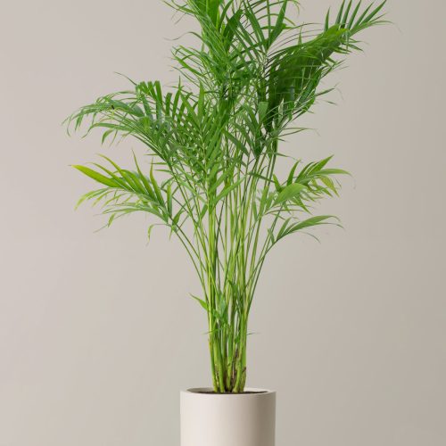 the sill Large Cat Palm Large Pallas Cream Variant 1