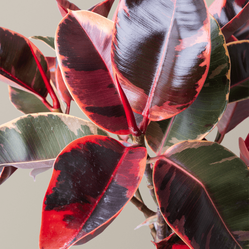 the sill Large Ficus Ruby Gallery 1