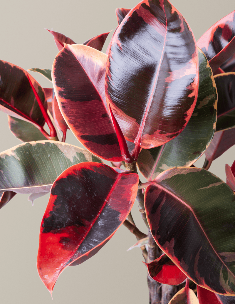 the sill Large Ficus Ruby Gallery 1