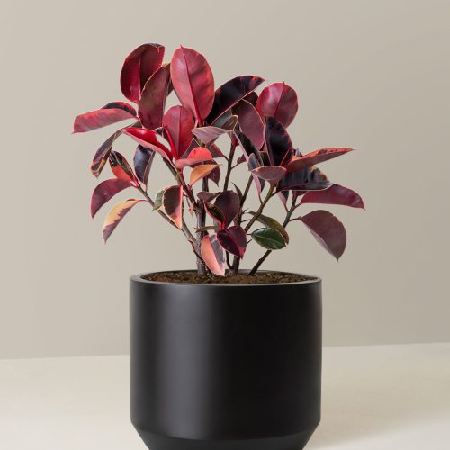 the sill Large Ficus Ruby Large Mexia Black Variant