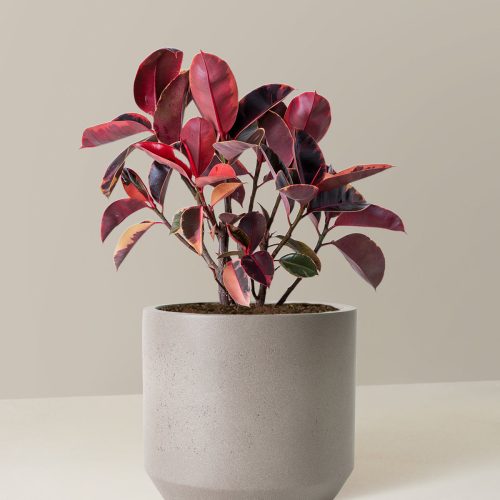 the sill Large Ficus Ruby Large Mexia Cement Grey Variant