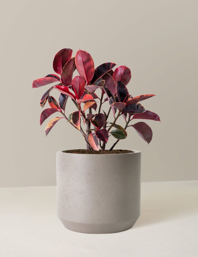 the sill Large Ficus Ruby Large Mexia Cement Grey Variant