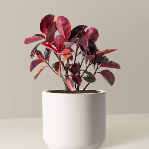 the sill Large Ficus Ruby Large Mexia Cream Variant