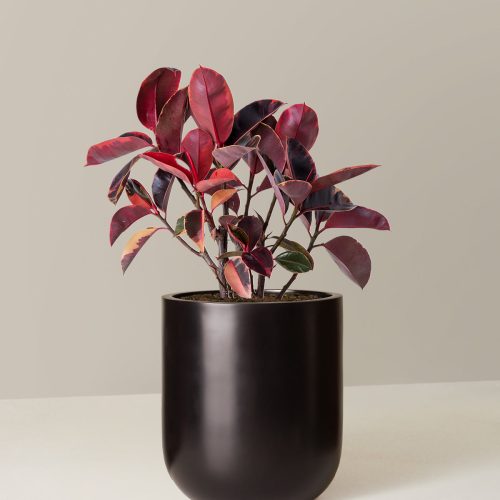 the sill Large Ficus Ruby Large Pallas Black Variant