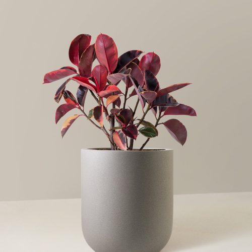 the sill Large Ficus Ruby Large Pallas Cement Grey Variant